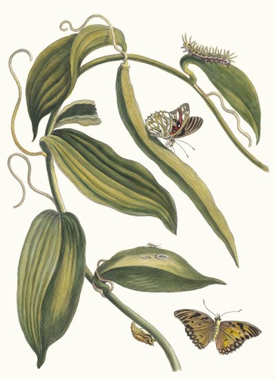 Banille. Kirjasta Metamorphosis insectorum Surinamensium, 1705. tekijältä Maria Sibylla Merian