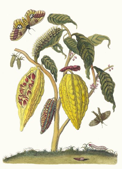 Kaakao. Kirjasta Metamorphosis insectorum Surinamensium, 1705. tekijältä Maria Sibylla Merian