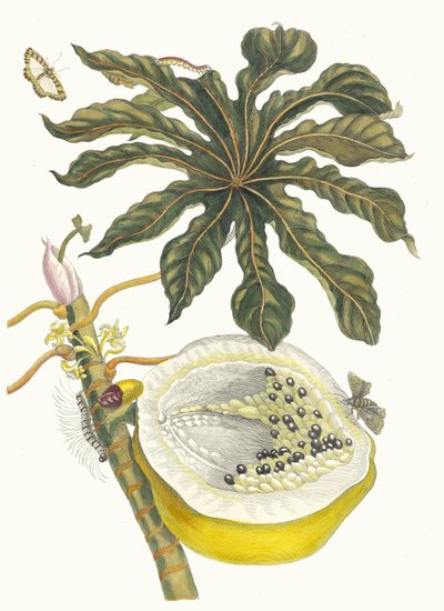 Carica papaija. Kirjasta Metamorphosis insectorum Surinamensium, 1705. tekijältä Maria Sibylla Merian