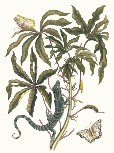 Cassave. Kirjasta Metamorphosis insectorum Surinamensium, 1705. tekijältä Maria Sibylla Merian