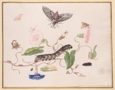 Convolvulus ja Hawk Mothin metamorfoosi tekijältä Maria Sibylla Merian
