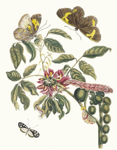 Coronilla Americana Arborescens. Kirjasta Metamorphosis of Surinamese insects, 1705. tekijältä Maria Sibylla Merian