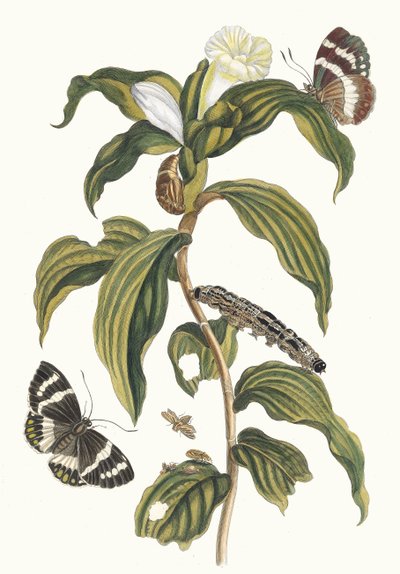Arabian hinta. Kirjasta Metamorphosis of Surinamese insects, 1705. tekijältä Maria Sibylla Merian