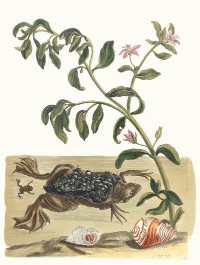 Cresson. Kirjasta Metamorphosis insectorum Surinamensium, 1705. tekijältä Maria Sibylla Merian