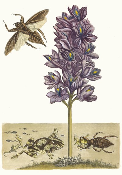 Eichhornia crasipes. Kirjasta Metamorphosis insectorum Surinamensium, 1705. tekijältä Maria Sibylla Merian