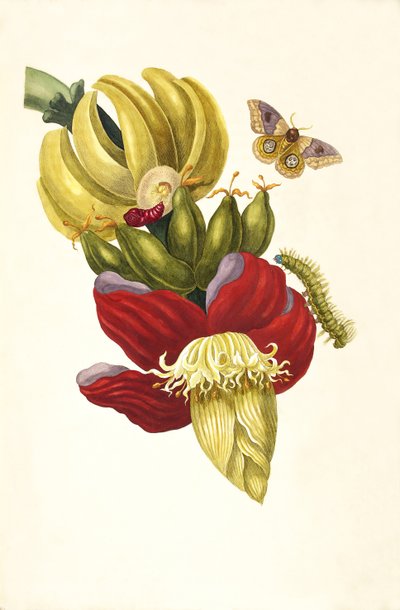 Kirjasta Metamorphosis insectorum Surinamensium, 1705. tekijältä Maria Sibylla Merian
