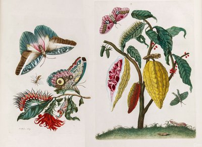 Kirjasta Metamorphosis insectorum Surinamensium, 1705. tekijältä Maria Sibylla Merian