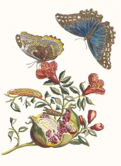 Grenadier. Din cartea Metamorphosis insectorum Surinamensium, 1705. finlandez tekijältä Maria Sibylla Merian