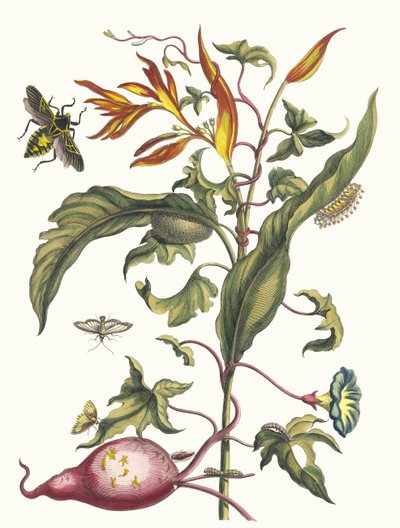 Ipomoea batatas ja Heliconia psittacum. Kirjasta Metamorphosis insectorum..., 1705. tekijältä Maria Sibylla Merian