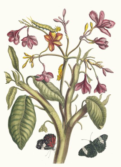 Jasmin des Indes. Kirjasta Metamorphosis insectorum Surinamensium, 1705. tekijältä Maria Sibylla Merian