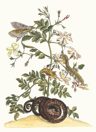 Jasminum grandiflorum. Kirjasta Metamorphosis insectorum Surinamensium, 1705. tekijältä Maria Sibylla Merian