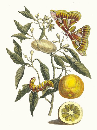 Sitruuna. Kirjasta Metamorphosis insectorum Surinamensium, 1705. tekijältä Maria Sibylla Merian