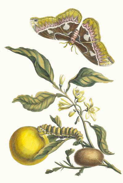 Oranssi. Kirjasta Metamorphosis insectorum Surinamensium, 1705. tekijältä Maria Sibylla Merian