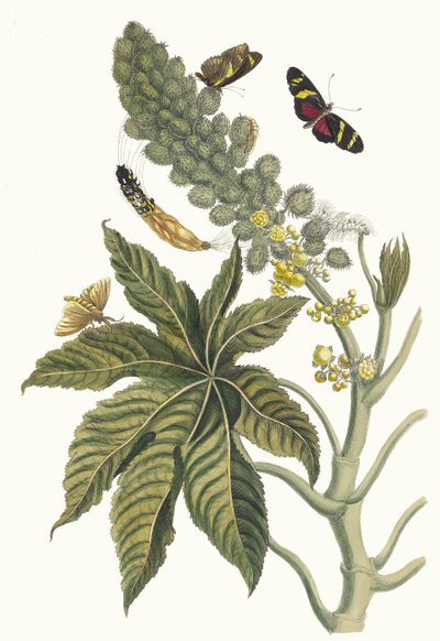 Palma Christi. Kirjasta Metamorphosis insectorum Surinamensium, 1705. tekijältä Maria Sibylla Merian