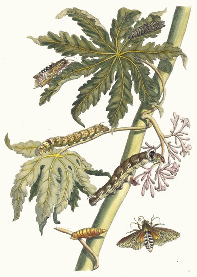 Papay. Kirjasta Metamorphosis insectorum Surinamensium, 1705. tekijältä Maria Sibylla Merian