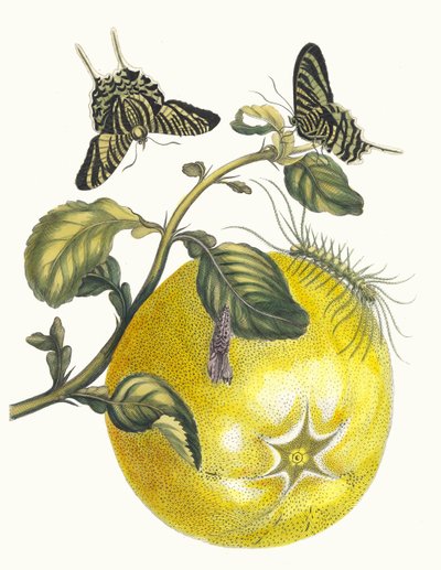 Pompelmous. Kirjasta Metamorphosis insectorum Surinamensium, 1705. tekijältä Maria Sibylla Merian