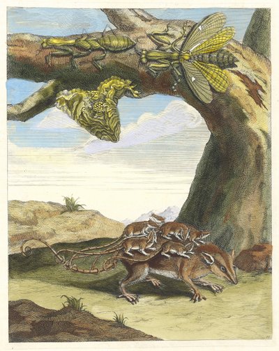 Metsän rotta. Kirjasta Metamorphosis insectorum Surinamensium, 1705. tekijältä Maria Sibylla Merian