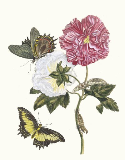 Rosier. Kirjasta Metamorphosis insectorum Surinamensium, 1705. tekijältä Maria Sibylla Merian