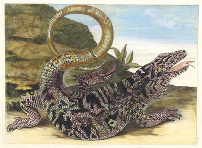 Sauvegarde. Kirjasta Metamorphosis insectorum Surinamensium, 1705. tekijältä Maria Sibylla Merian