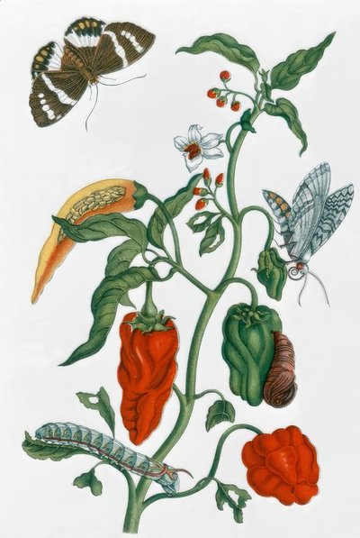 Espanjalainen Pfeffer / M.S.Merian tekijältä Maria Sibylla Merian