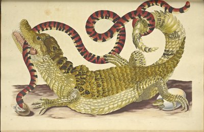 Silmälasillinen Caiman Caiman -krokotiili ja väärä korallikäärme, 1705. tekijältä Maria Sibylla Merian