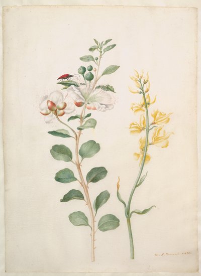  tekijältä Maria Sibylla Merian