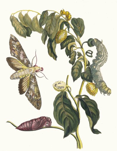 Zursak. Kirjasta Metamorphosis insectorum Surinamensium, 1705. tekijältä Maria Sibylla Merian