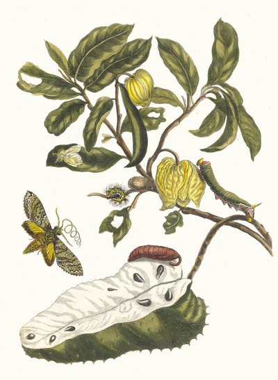 Zuursak. Kirjasta Metamorphosis insectorum Surinamensium, 1705. tekijältä Maria Sibylla Merian