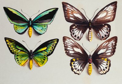 Neljä Birdwing-perhosta tekijältä Marian Ellis Rowan
