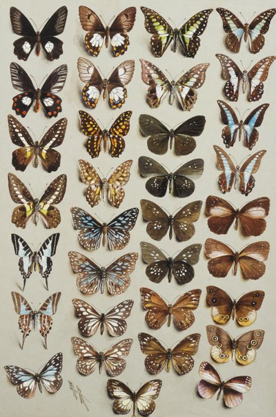 Kolmekymmentäkolme perhosta neljässä sarakkeessa, jotka kuuluvat Papilionidae- ja Danainae-heimoihin, tekijältä Marian Ellis Rowan
