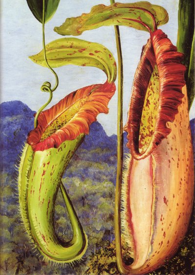 Uusi kannukasvi Sarawakin kalkkikivivuorilta, Borneo, Borneo tekijältä Marianne North