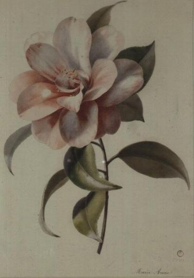 Camellia tekijältä Marie Anne