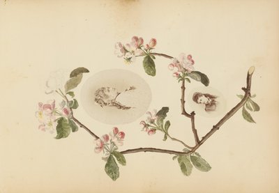 Madame B -albumi tekijältä Marie-Blanche-Hennelle Fournier