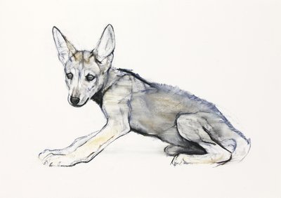 Nuori Arabian Wolf Pup, 2009 (conte und charcoal paperilla) tekijältä Mark Adlington