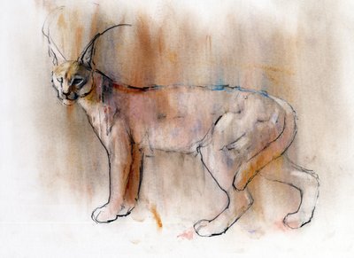 Arabian Caracal, 2009 (conte und charcoal paperilla) tekijältä Mark Adlington