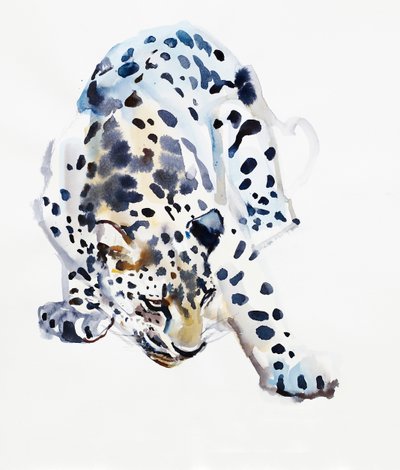 Arabian Leopardi, 2008 tekijältä Mark Adlington