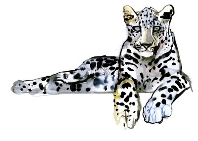 Arabian Leopardi, 2008 tekijältä Mark Adlington