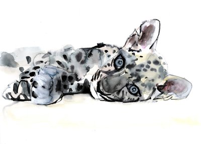 Arabianleopardinpentu, 2008 tekijältä Mark Adlington