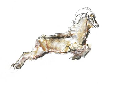Arabian Tahr, 2009 (conte ja puuhiili paperilla) tekijältä Mark Adlington
