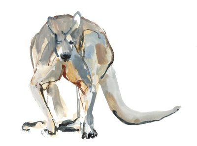 Boxer (Red Kengaroo), 2012, (akvarelli ja pigmentti paperille) tekijältä Mark Adlington