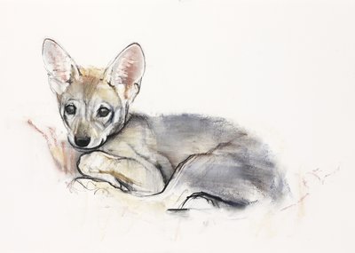 Curled Arabian Wolf Pup, 2009 (conte und charcoal paperilla) tekijältä Mark Adlington