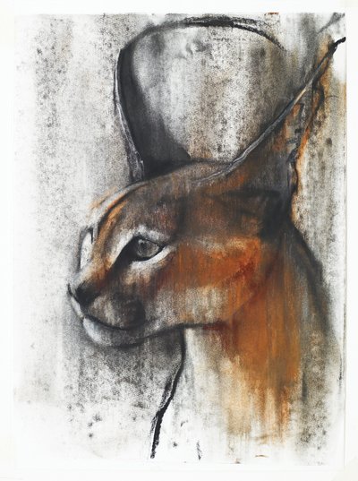 Egyptiläinen (Arabian karakaali), 2009 (conte ja hiili paperille) tekijältä Mark Adlington