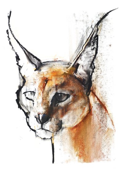 Kissa (Arabian Caracal), 2009 (conte und charcoal paperilla) tekijältä Mark Adlington