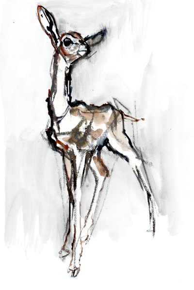 Gerenuk fawn, Sarara, 2018 tekijältä Mark Adlington
