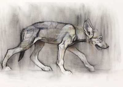 Lean Pup (Arabian Wolf), 2009 (conte und charcoal on paper) tekijältä Mark Adlington