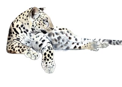 Pitkä (Arabian Leopard), 2015, (akvarelli ja guassi paperille) tekijältä Mark Adlington