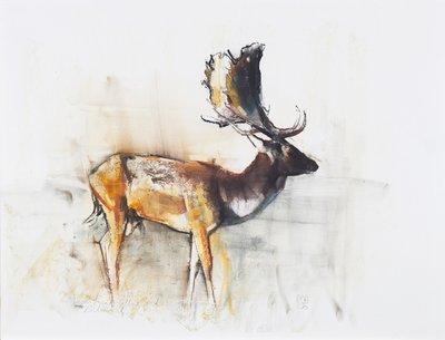 Magnificent Fallow Buck, 2006 (hiili ja conte paperilla) tekijältä Mark Adlington