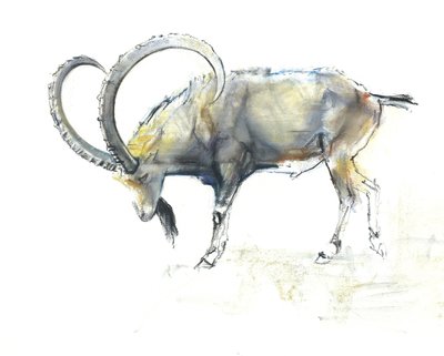 Nubialainen kauris, 2008 (conte ja hiili paperille) tekijältä Mark Adlington