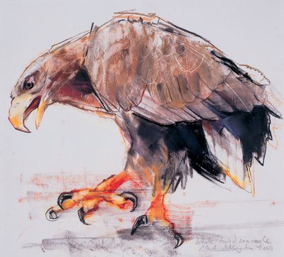 Raptor, 2001 (hiili ja conte paperilla) tekijältä Mark Adlington
