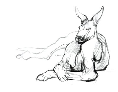 Lepäävä urheilija (punainen kenguru), 2012, (grafiitti paperille) tekijältä Mark Adlington